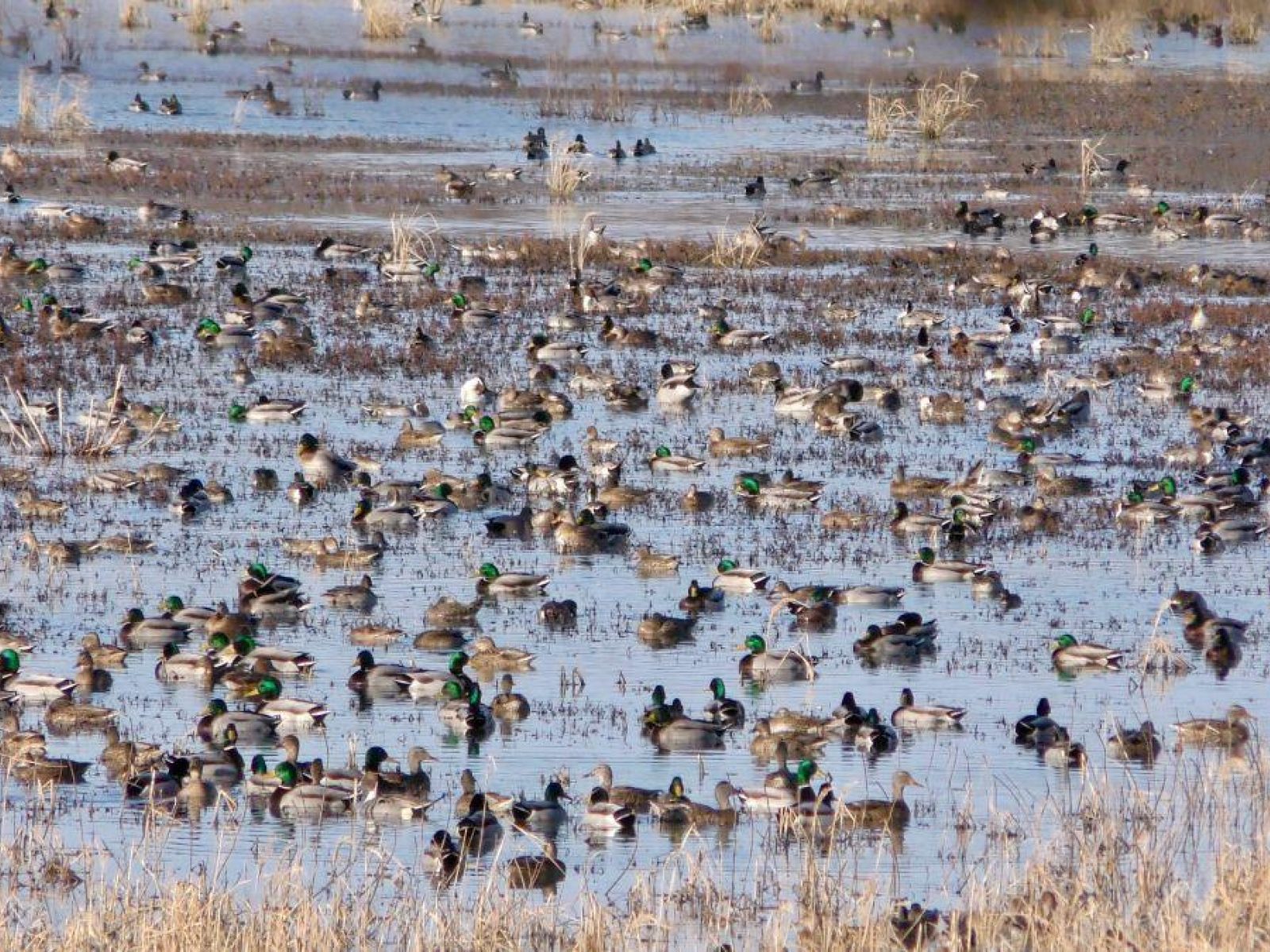 White Oaks Duck Woods White Oak Development